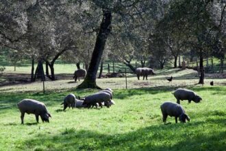 Iberico Varkensrack - Afbeelding 5